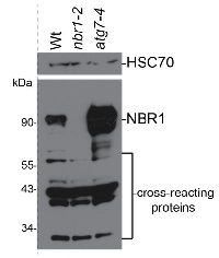 NBR1 | Autophagy substrate NBR1 in the group Antibodies Plant/Algal / Environmental Stress / Pathogen attack at Agrisera AB (Antibodies for research) (AS14 2805)